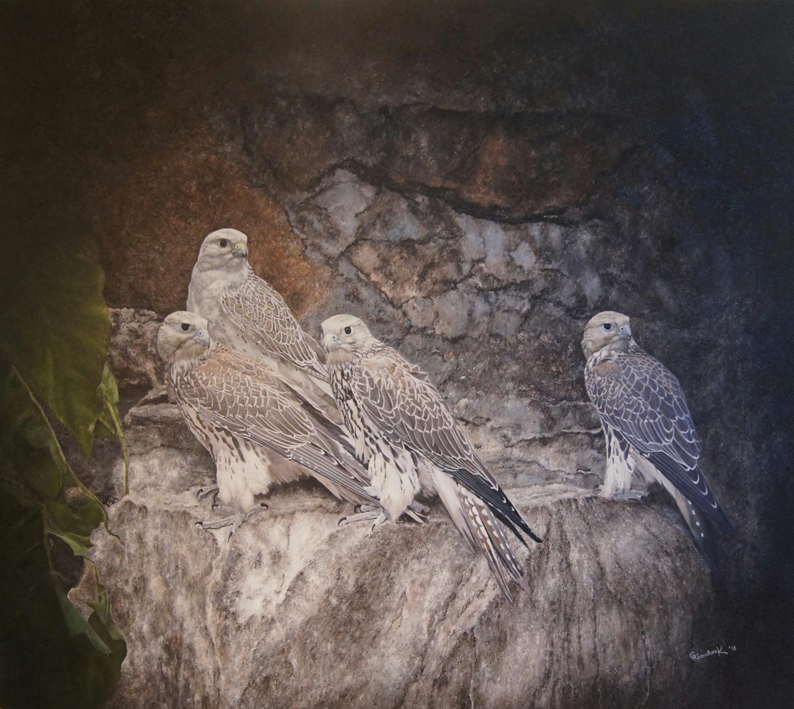 ‘Saker Falcons on a rock’