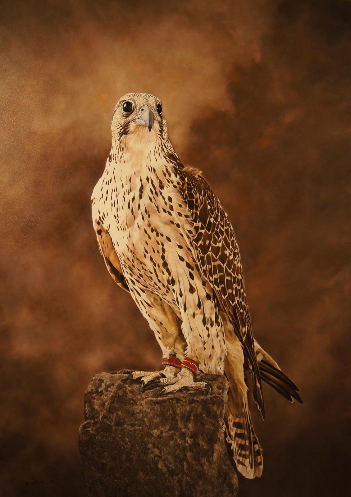 ‘Saker Falcon on a rock’